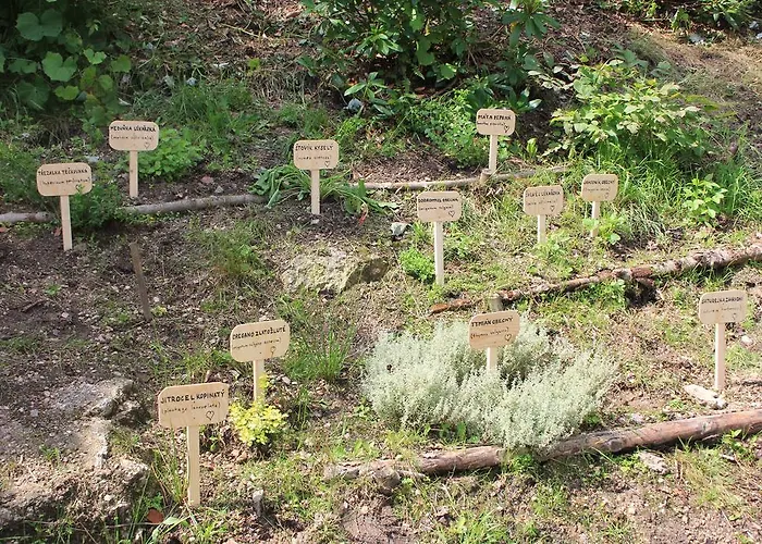 Ašika * 约瑟夫杜尔